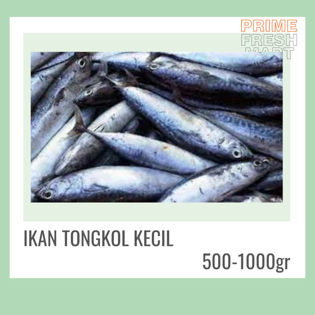 Ikan Tongkol Kecil Besar Bersih Fresh Frozen
