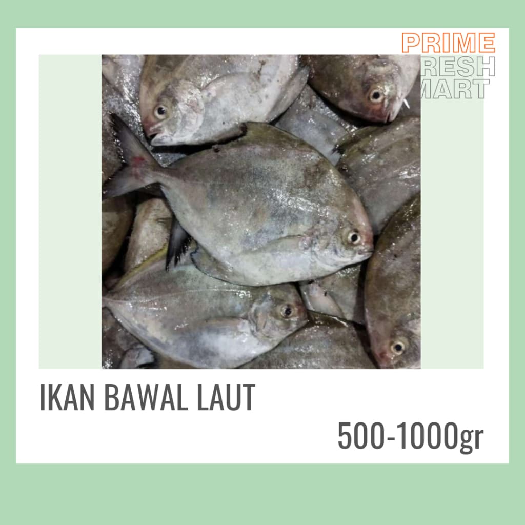 Ikan Bawal Bersih Fresh Frozen Ukuran Sedang