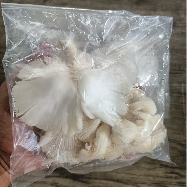 Jamur Tiram 90gr | Jamur Tiram Bersih Siap Masak - foto 2