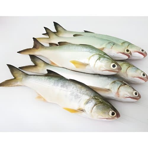 Ikan Senangin Bersih Siap Masak | Ikan Frozen 500gr - foto 2
