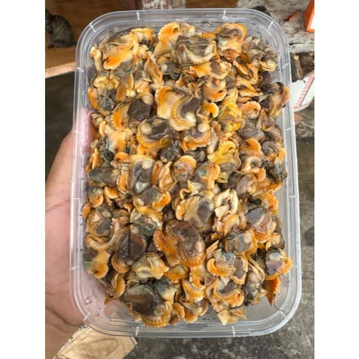 Kerang Kupas Frozen 250gr | Kerang Dara - foto 2