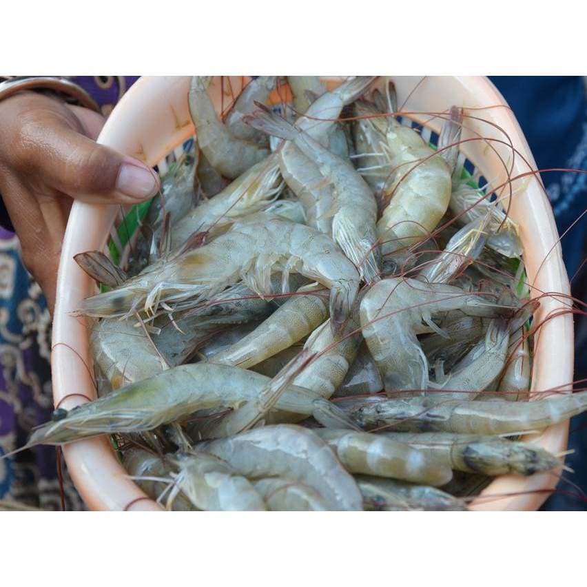 Udang Vaname Besar Fresh Frozen Udang Tambak 250g Praktis Masak Instan - foto 2