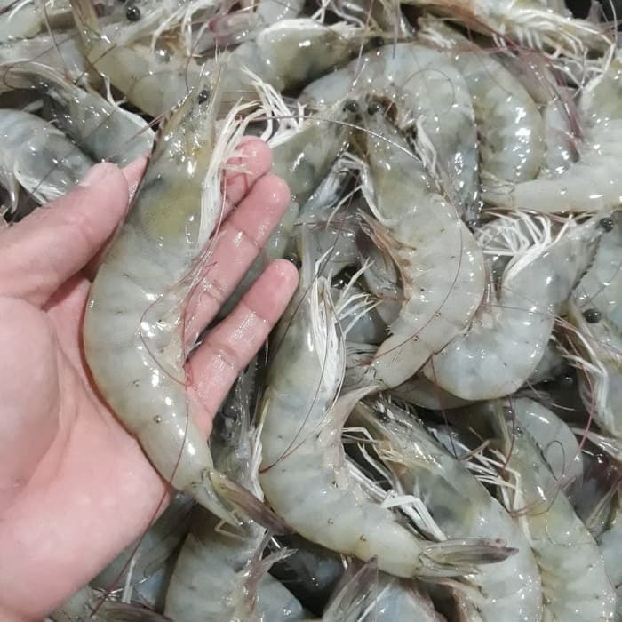 Udang Vaname Besar Fresh Frozen Udang Tambak 250g Praktis Masak Instan - foto 3