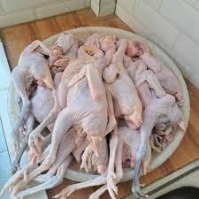Ayam Kampung Asli 1 Ekor - foto 3