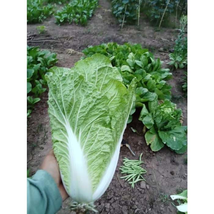 Sawi Putih Segar - Sayur Sawi - foto 3