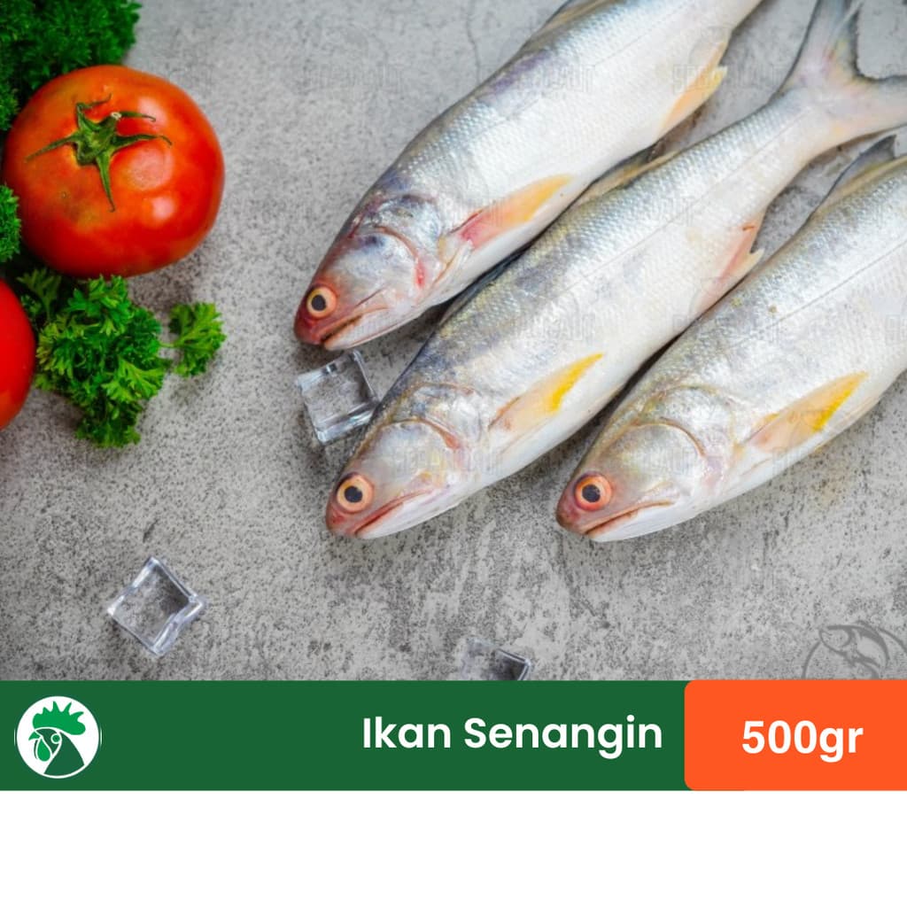 Ikan Senangin Bersih Siap Masak | Ikan Frozen 500gr