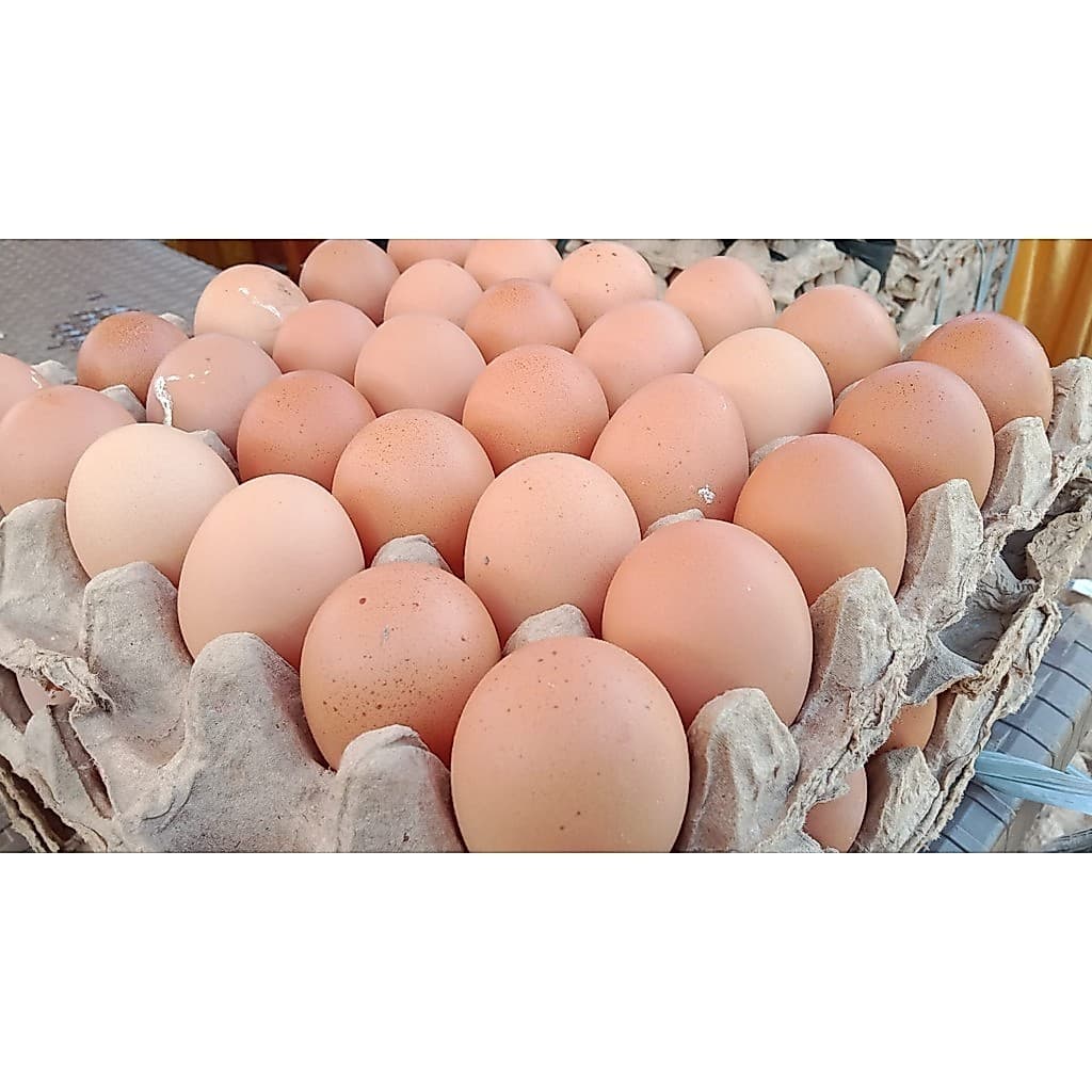 Telur Ayam Negeri Fresh Ukuran Sedang | Telur Ayam Eropa - foto 2