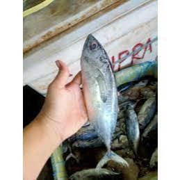 Ikan Tongkol Kecil Besar Bersih Fresh Frozen