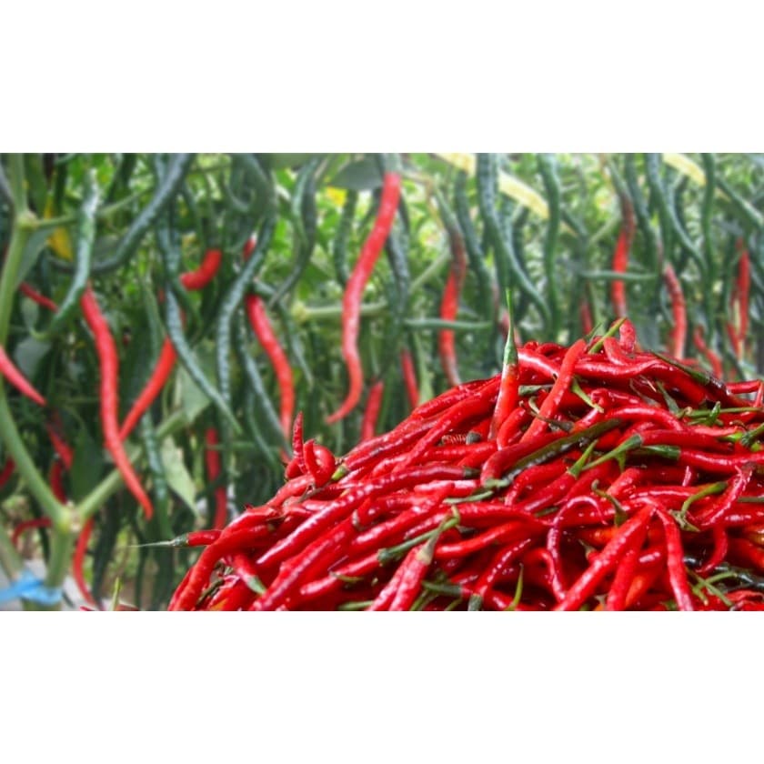 Aneka Cabe Merah Rawit Caplak - Cabai Hijau - foto 3