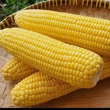 Jagung Manis Kupas 1kg - Jagung Segar - foto 2